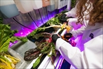 Columbus USD 493 announced as next district to receive hydroponic farm