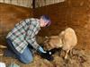 Future Farmers of America goes beyond agriculture to teach students lifelong skills