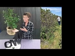 New CNW Culinary Quick Bite video available